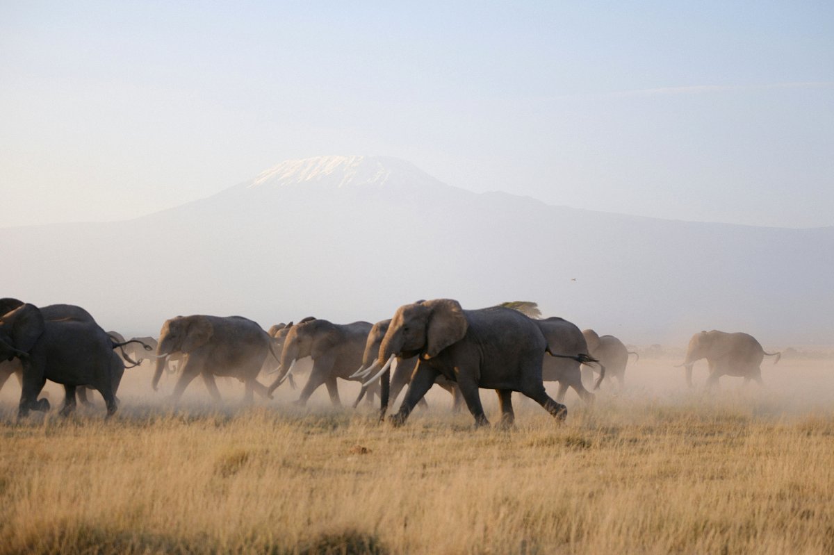 Manada de elefantes levantando poeira com o Monte Kilimanjaro visível ao fundo — Safári de 5 dias por Amboseli, Tsavo Leste e Tsavo Oeste saindo de Nairóbi