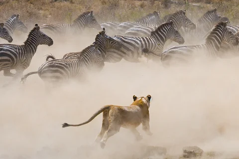 Lioness charging into a cloud of dust as a herd of zebras bolts across the Maasai Mara plains