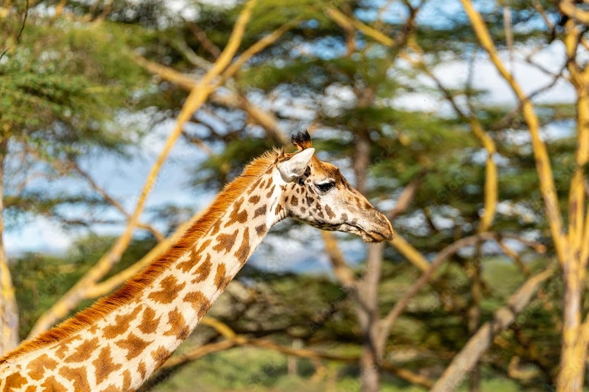 Reticulated giraffe profile among acacia trees, Maasai Mara scenery from the 5 Day Great Rift Valley Escape Safari