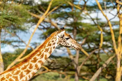 Reticulated giraffe profile among acacia trees, Maasai Mara scenery from the 5 Day Great Rift Valley Escape Safari