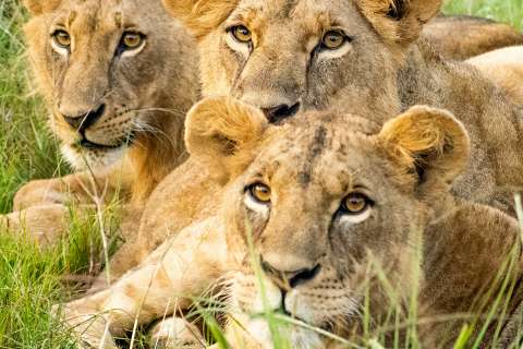 Close-up of lion cubs resting in the grass on a Nairobi National Park full-day safari