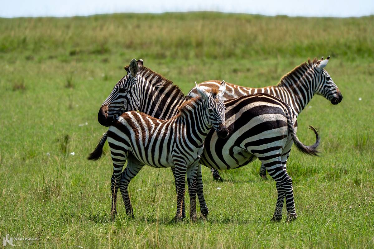 Three zebras standing close together on the green savanna at Amboseli National Park — 2-Day Amboseli National Park Safari from Nairobi