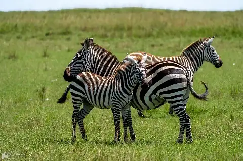 Three zebras standing close together on the green savanna at Amboseli National Park — 2-Day Amboseli National Park Safari from Nairobi