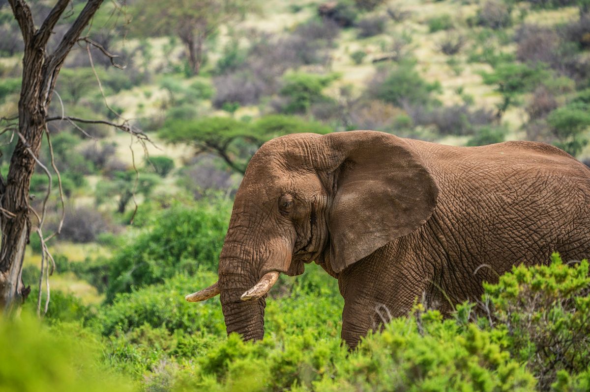 Bull elephant grazing among green acacia shrubs in Amboseli's bushland
