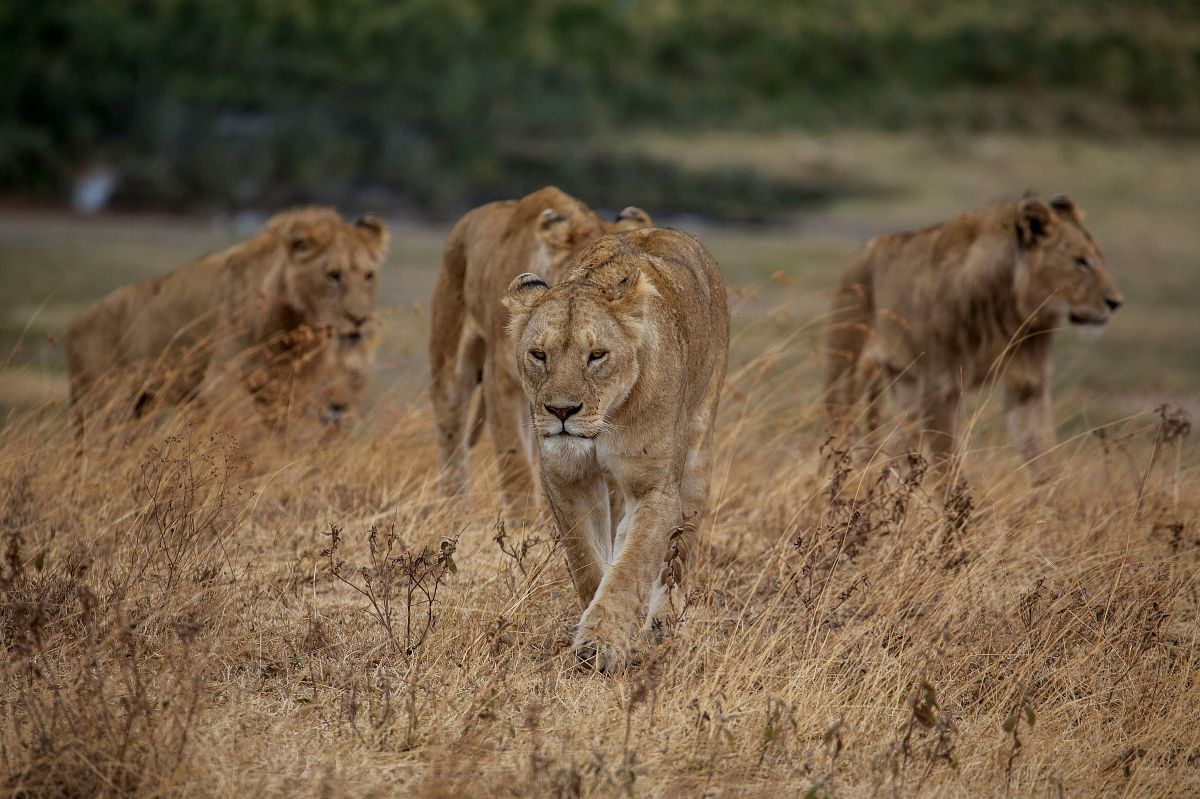 Löwin führt eine kleine Löwengruppe durch das goldene, trockene Gras der Savanne — Szene aus der 5-tägigen Samburu-, Solio- und Ol Pejeta-Nashorn-Safari.