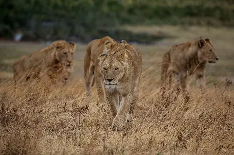 Löwin führt eine kleine Löwengruppe durch das goldene, trockene Gras der Savanne — Szene aus der 5-tägigen Samburu-, Solio- und Ol Pejeta-Nashorn-Safari.