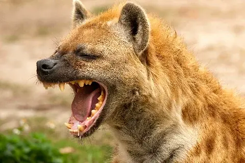 Yawning spotted hyena close-up, teeth and golden fur visible on a Kenya wildlife safari