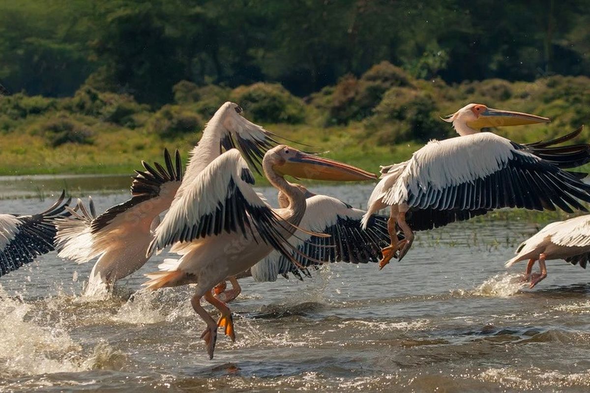 Great white pelicans running and taking off from a shallow lake, splashing water