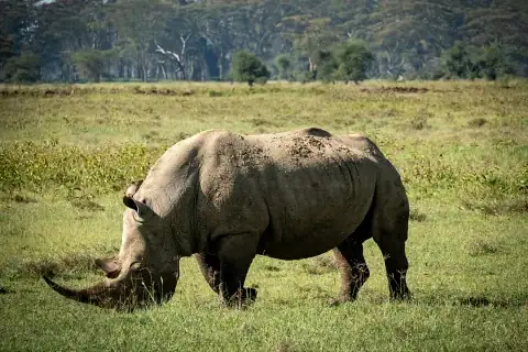 White rhinoceros grazing on green plains at Solio Ranch Rhino Sanctuary during a day safari