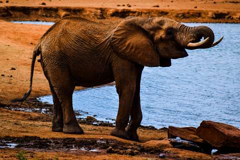 Elephant drinking at a Shimba Hills watering hole, golden light highlighting its tusks — Shimba Hills National Reserve day safari.