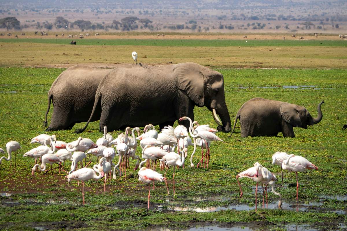 Adult and young elephants walking through a green lakeshore while a flock of pink flamingos feeds — 2-Day Lake Nakuru Flamingos & Naivasha Safari from Nairobi