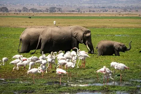 Adult and young elephants walking through a green lakeshore while a flock of pink flamingos feeds — 2-Day Lake Nakuru Flamingos & Naivasha Safari from Nairobi