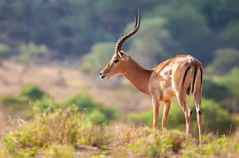 Graceful gazelle standing alert in dry grass, slender horns and white belly on display