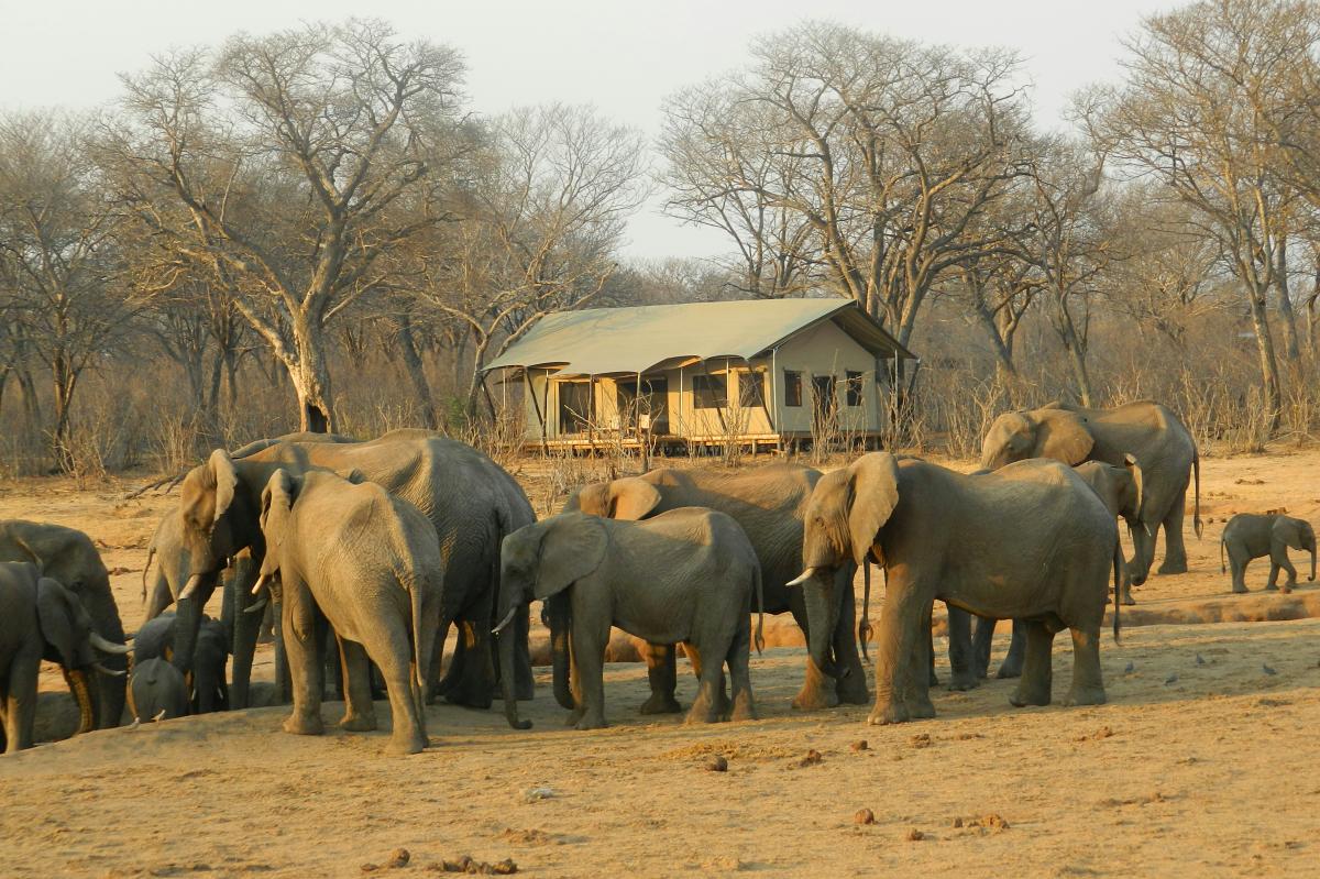Una manada de elefantes reunida cerca de un campamento de safari rústico en un bosque seco