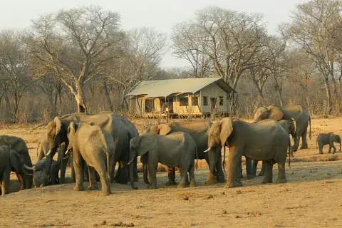 Una manada de elefantes reunida cerca de un campamento de safari rústico en un bosque seco