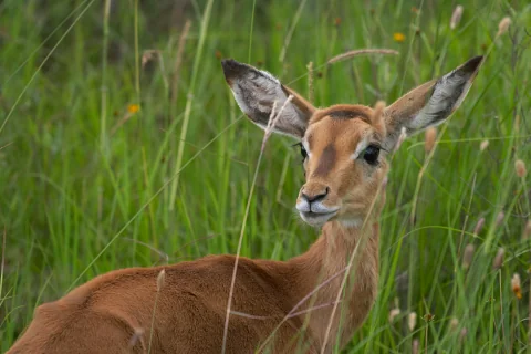 Close-up of a young impala peering through green grasses in Nairobi National Park