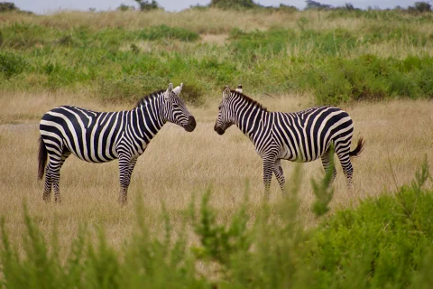 Two zebras facing each other across tall grass in an open savanna setting