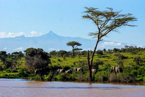 Elephants drinking at a waterhole beneath acacia trees with Mt. Kenya in the background