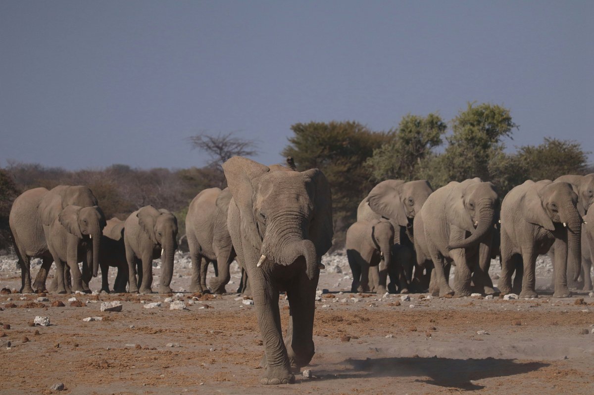 A large herd of African elephants crossing a dry plain, led by a frontal bull