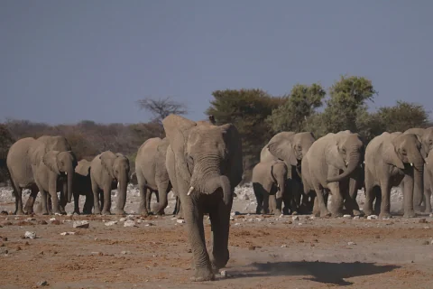 A large herd of African elephants crossing a dry plain, led by a frontal bull
