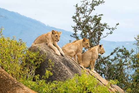 Three lionesses resting on a rocky outcrop overlooking rolling Rift Valley hills on a Northern Kenya wildlife safari