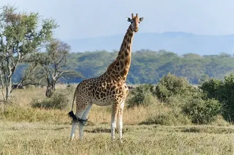 Giraffe standing tall in golden Maasai Mara grassland with acacia trees and distant hills — 4-Day Maasai Mara & Lake Nakuru Overland Safari