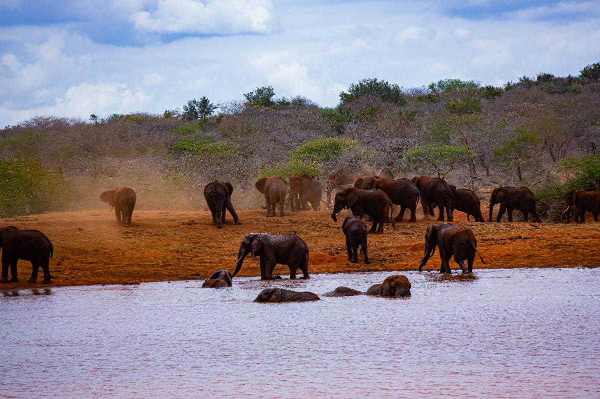 Herd of elephants drinking and bathing at a dusty waterhole in Tsavo East National Park