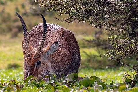 Close-up of a grazing antelope with ridged horns beside water lilies and thorny acacia branches, Kenya — 9-Day Classic Kenya Safari