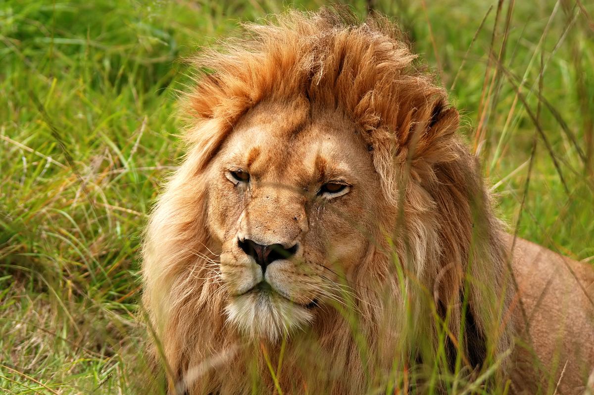 Male lion with a full mane resting in tall grass — scene from the 3 Days Maasai Mara guided safari