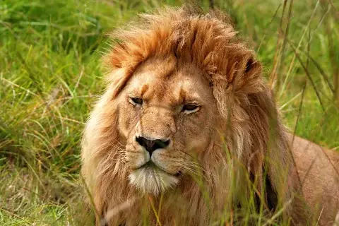 Male lion with a full mane resting in tall grass — scene from the 3 Days Maasai Mara guided safari