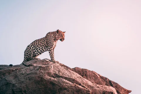 A leopard perched on a rocky outcrop, silhouetted against a pale dawn sky in Tsavo East National Park.