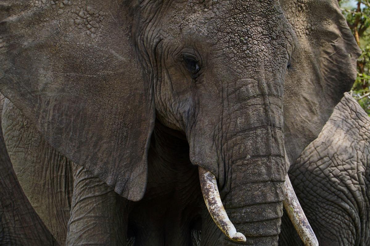 Close-up portrait of an African elephant’s wrinkled face and tusks during the 5-Day Coast Safari