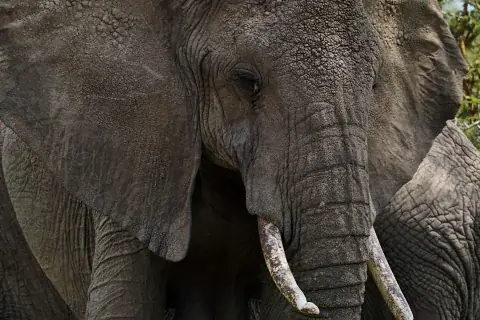 Close-up portrait of an African elephant’s wrinkled face and tusks during the 5-Day Coast Safari