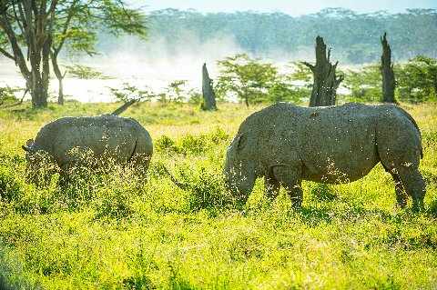 Two rhinos grazing in a sunlit Kenyan savannah with a misty lake and acacia trees in the background — 7-Day Big Five Safari