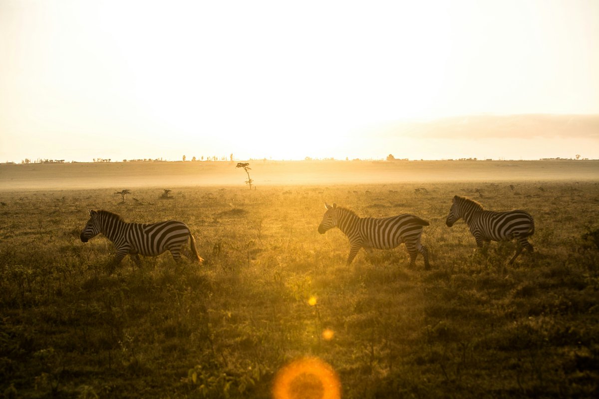 Zebras trotting across a golden savannah at sunrise with warm lens flare