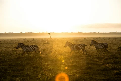 Zebras trotting across a golden savannah at sunrise with warm lens flare