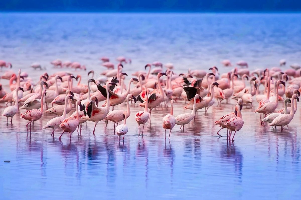 Large flock of pink flamingos filling a mirrored shallow lake at dawn, vibrant reflections and movement