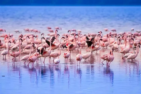 Large flock of pink flamingos filling a mirrored shallow lake at dawn, vibrant reflections and movement
