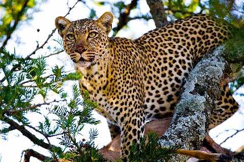 Leopard in a tree on the 5 Day Great Rift Valley Escape Safari, close-up of a spotted cat surveying the canopy