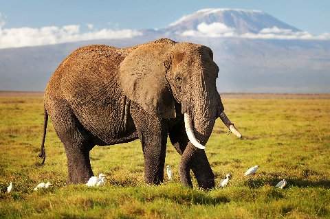 Majestic African elephant grazing on a grassy plain with Mount Kilimanjaro blurred in the background