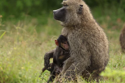Olive baboon mother cradling her infant amid green savanna vegetation in the Maasai Mara