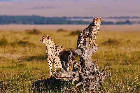 Cheetah family on a termite mound in the Maasai Mara savannah at sunrise, classic wildlife view — seen on the fly-in Maasai Mara day safari