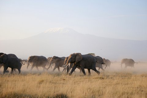 Herd of elephants crossing a dusty plain with Mount Kilimanjaro in the mist — 3-Day Amboseli Elephant Country Safari from Nairobi