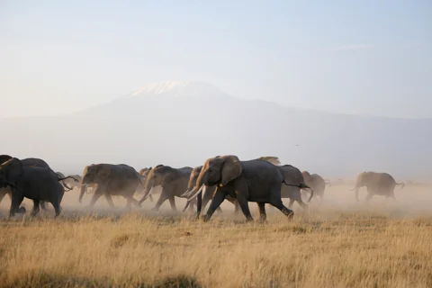 Herd of elephants crossing a dusty plain with Mount Kilimanjaro in the mist — 3-Day Amboseli Elephant Country Safari from Nairobi