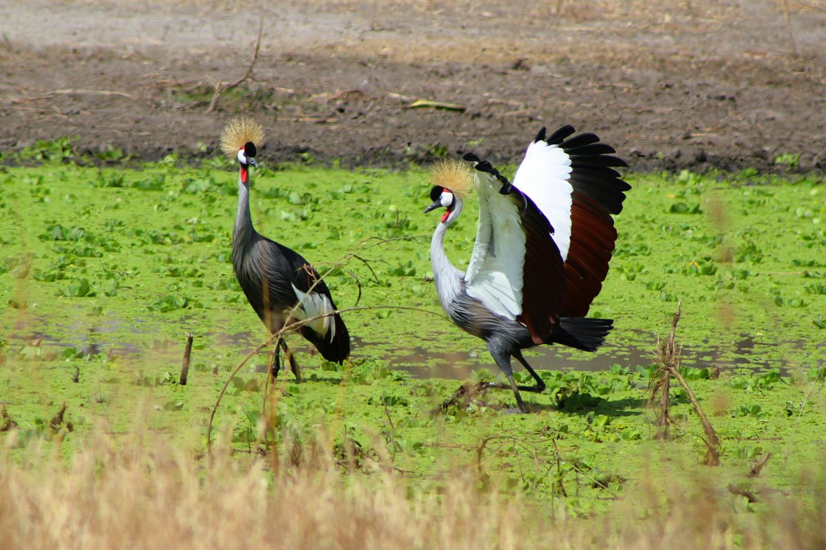 Two grey crowned cranes in a green wetland in Tsavo, one with wings spread and golden crest — wildlife sighting on the 6-Day Coast Safari