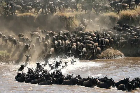 Herd of wildebeest crowding a dusty riverbank and splashing into the Mara River during the Great Migration
