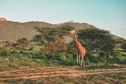 Giraffe standing near thorn trees with rolling hills in the background on open savanna