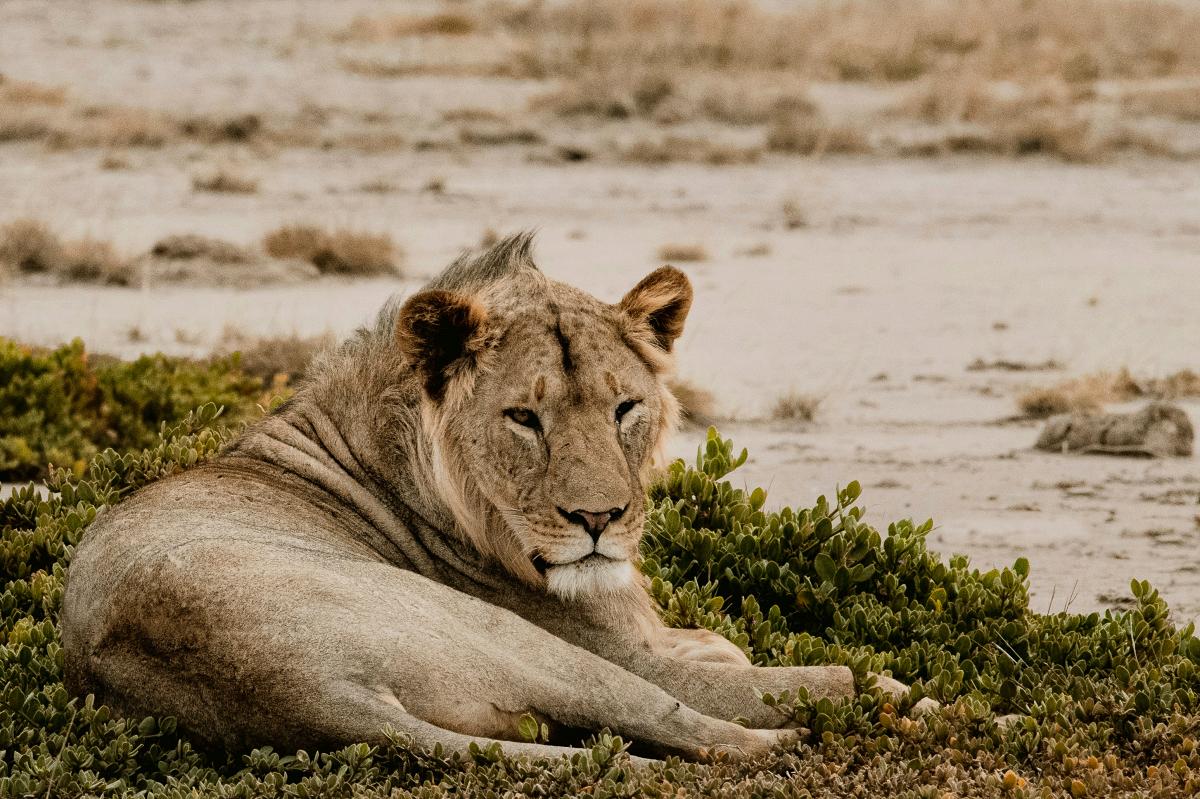 Lioness reclining on a sandy plain beside low shrubs in the Kenyan savanna — 6-Day Samburu, Ol Pejeta, Lake Nakuru & Naivasha Safari from Nairobi