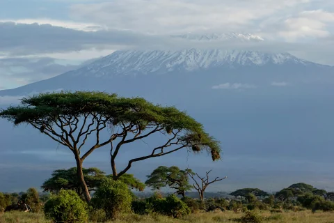 Snow-capped Mount Kenya framed by acacia trees — iconic landscape from the 3-Day Aberdare & Mount Kenya Safari from Nairobi
