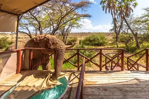 Curious elephant stretching its trunk over a tented camp deck to a water trough on safari